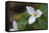 Canada, B.C, Vancouver Island. Western Trillium, Trillium Ovatum-Kevin Oke-Framed Stretched Canvas