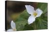 Canada, B.C, Vancouver Island. Western Trillium, Trillium Ovatum-Kevin Oke-Stretched Canvas