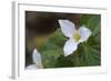 Canada, B.C, Vancouver Island. Western Trillium, Trillium Ovatum-Kevin Oke-Framed Photographic Print