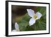 Canada, B.C, Vancouver Island. Western Trillium, Trillium Ovatum-Kevin Oke-Framed Photographic Print