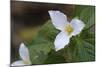 Canada, B.C, Vancouver Island. Western Trillium, Trillium Ovatum-Kevin Oke-Mounted Photographic Print