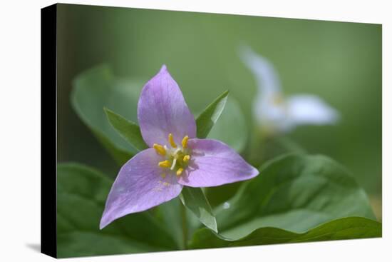 Canada, B.C, Vancouver Island. Western Trillium, Trillium Ovatum-Kevin Oke-Stretched Canvas