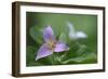 Canada, B.C, Vancouver Island. Western Trillium, Trillium Ovatum-Kevin Oke-Framed Photographic Print