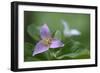 Canada, B.C, Vancouver Island. Western Trillium, Trillium Ovatum-Kevin Oke-Framed Photographic Print