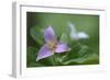 Canada, B.C, Vancouver Island. Western Trillium, Trillium Ovatum-Kevin Oke-Framed Photographic Print