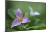 Canada, B.C, Vancouver Island. Western Trillium, Trillium Ovatum-Kevin Oke-Mounted Photographic Print