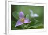 Canada, B.C, Vancouver Island. Western Trillium, Trillium Ovatum-Kevin Oke-Framed Photographic Print