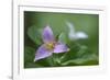 Canada, B.C, Vancouver Island. Western Trillium, Trillium Ovatum-Kevin Oke-Framed Photographic Print