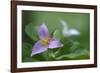 Canada, B.C, Vancouver Island. Western Trillium, Trillium Ovatum-Kevin Oke-Framed Photographic Print