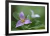 Canada, B.C, Vancouver Island. Western Trillium, Trillium Ovatum-Kevin Oke-Framed Photographic Print