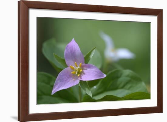 Canada, B.C, Vancouver Island. Western Trillium, Trillium Ovatum-Kevin Oke-Framed Photographic Print