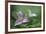 Canada, B.C, Vancouver Island. Western Trillium, Trillium Ovatum-Kevin Oke-Framed Photographic Print