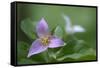 Canada, B.C, Vancouver Island. Western Trillium, Trillium Ovatum-Kevin Oke-Framed Stretched Canvas