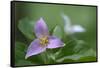 Canada, B.C, Vancouver Island. Western Trillium, Trillium Ovatum-Kevin Oke-Framed Stretched Canvas