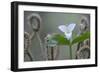 Canada, B.C, Vancouver Island. Western Trillium, Trillium Ovatum-Kevin Oke-Framed Photographic Print