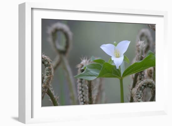 Canada, B.C, Vancouver Island. Western Trillium, Trillium Ovatum-Kevin Oke-Framed Photographic Print