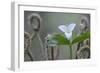 Canada, B.C, Vancouver Island. Western Trillium, Trillium Ovatum-Kevin Oke-Framed Photographic Print