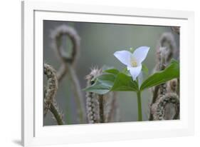 Canada, B.C, Vancouver Island. Western Trillium, Trillium Ovatum-Kevin Oke-Framed Photographic Print