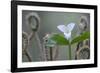 Canada, B.C, Vancouver Island. Western Trillium, Trillium Ovatum-Kevin Oke-Framed Photographic Print