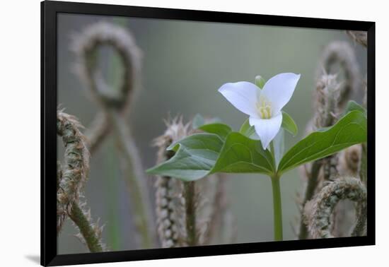 Canada, B.C, Vancouver Island. Western Trillium, Trillium Ovatum-Kevin Oke-Framed Photographic Print