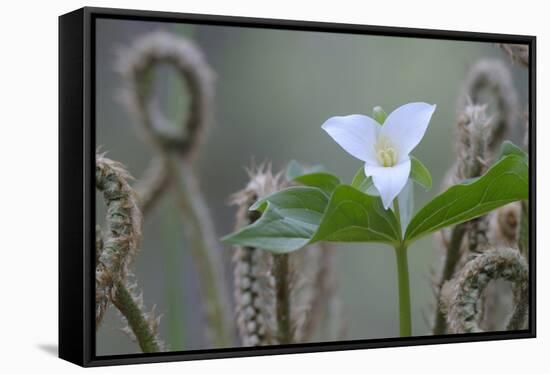 Canada, B.C, Vancouver Island. Western Trillium, Trillium Ovatum-Kevin Oke-Framed Stretched Canvas