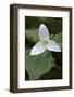 Canada, B.C, Vancouver Island. Western Trillium, Trillium Ovatum-Kevin Oke-Framed Photographic Print