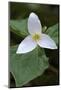 Canada, B.C, Vancouver Island. Western Trillium, Trillium Ovatum-Kevin Oke-Mounted Photographic Print