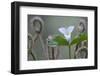 Canada, B.C, Vancouver Island. Western Trillium, Trillium Ovatum-Kevin Oke-Framed Photographic Print