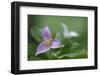 Canada, B.C, Vancouver Island. Western Trillium, Trillium Ovatum-Kevin Oke-Framed Photographic Print