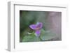 Canada, B.C, Vancouver Island. Western Trillium, Trillium Ovatum-Kevin Oke-Framed Photographic Print