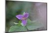 Canada, B.C, Vancouver Island. Western Trillium, Trillium Ovatum-Kevin Oke-Mounted Photographic Print