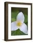 Canada, B.C, Vancouver Island. Western Trillium, Trillium Ovatum-Kevin Oke-Framed Photographic Print