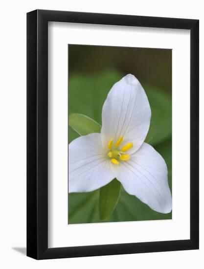 Canada, B.C, Vancouver Island. Western Trillium, Trillium Ovatum-Kevin Oke-Framed Photographic Print