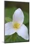 Canada, B.C, Vancouver Island. Western Trillium, Trillium Ovatum-Kevin Oke-Mounted Photographic Print