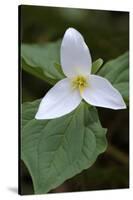 Canada, B.C, Vancouver Island. Western Trillium, Trillium Ovatum-Kevin Oke-Stretched Canvas