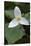 Canada, B.C, Vancouver Island. Western Trillium, Trillium Ovatum-Kevin Oke-Stretched Canvas