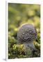 Canada, B.C, Vancouver Island. Young Amanita Muscaria Mushroom-Kevin Oke-Framed Photographic Print