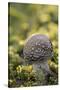 Canada, B.C, Vancouver Island. Young Amanita Muscaria Mushroom-Kevin Oke-Stretched Canvas