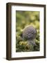 Canada, B.C, Vancouver Island. Young Amanita Muscaria Mushroom-Kevin Oke-Framed Photographic Print