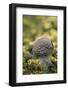 Canada, B.C, Vancouver Island. Young Amanita Muscaria Mushroom-Kevin Oke-Framed Photographic Print