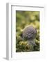 Canada, B.C, Vancouver Island. Young Amanita Muscaria Mushroom-Kevin Oke-Framed Photographic Print