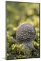 Canada, B.C, Vancouver Island. Young Amanita Muscaria Mushroom-Kevin Oke-Mounted Photographic Print