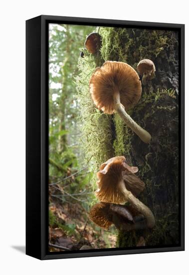 Canada, B.C, Vancouver. Large Gilled Mushrooms on a Nurselog-Kevin Oke-Framed Stretched Canvas