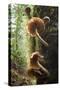 Canada, B.C, Vancouver. Large Gilled Mushrooms on a Nurselog-Kevin Oke-Stretched Canvas