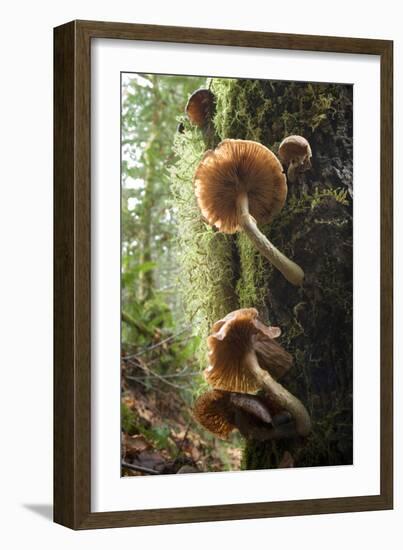 Canada, B.C, Vancouver. Large Gilled Mushrooms on a Nurselog-Kevin Oke-Framed Photographic Print