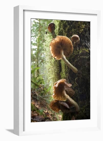 Canada, B.C, Vancouver. Large Gilled Mushrooms on a Nurselog-Kevin Oke-Framed Photographic Print