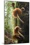 Canada, B.C, Vancouver. Large Gilled Mushrooms on a Nurselog-Kevin Oke-Mounted Photographic Print