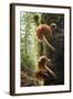 Canada, B.C, Vancouver. Large Gilled Mushrooms on a Nurselog-Kevin Oke-Framed Photographic Print