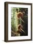 Canada, B.C, Vancouver. Large Gilled Mushrooms on a Nurselog-Kevin Oke-Framed Photographic Print