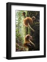 Canada, B.C, Vancouver. Large Gilled Mushrooms on a Nurselog-Kevin Oke-Framed Photographic Print